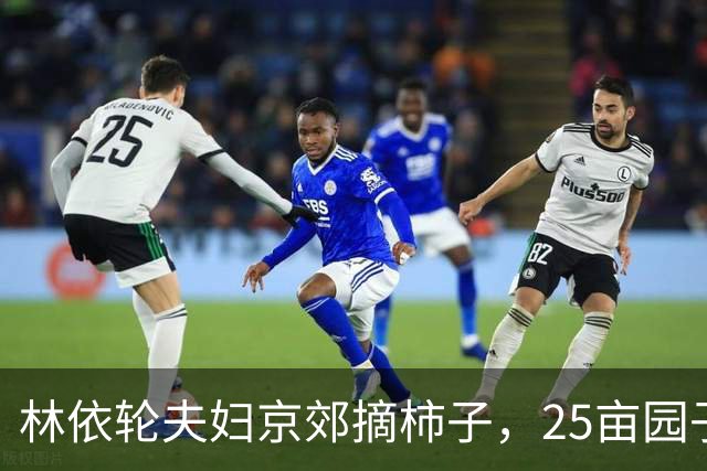 林依轮夫妇京郊摘柿子，25亩园子80多棵柿子树，喜获大丰收